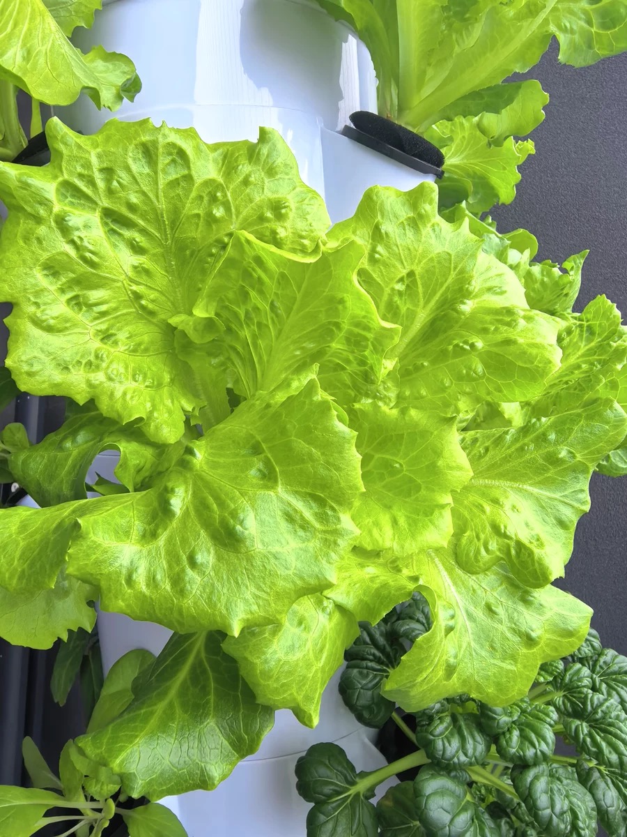 New Commercial Aeroponic Hydro - огляд і ціна Hydroponic Nft Channel