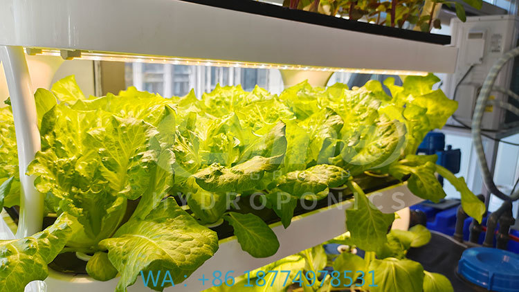 c Agriculture Machine to Growi - огляд і ціна Agriculture Vertical Farming