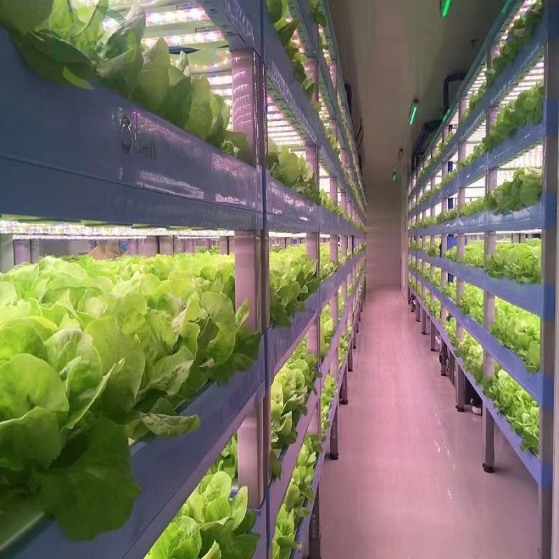 Custom Agricultural Greenhouse - огляд і ціна Agriculture Vertical Farming