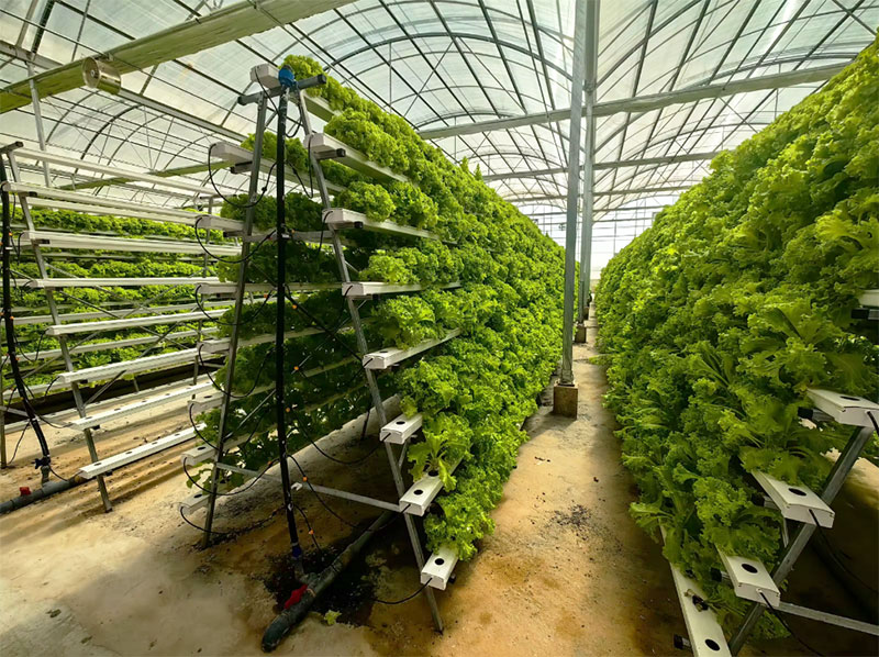 Agricultural Greenhouses Lettu - огляд і ціна Agriculture Vertical Farming