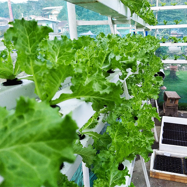 Agricultural Greenhouses Lettu - огляд і ціна Agriculture Vertical Farming